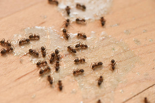 Best Wasp Removal Services  in Cridersville, OH