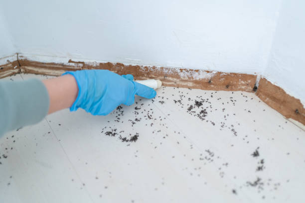 Trusted Cridersville, OH Pest Control Experts